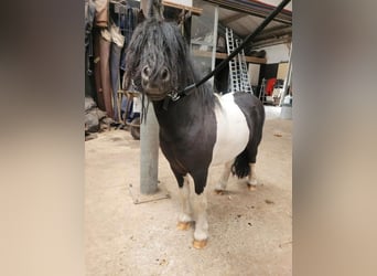 Mini Shetland Pony, Stallion, 11 years, 8 hh, Pinto