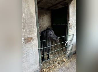 Mini Shetland Pony, Stallion, 11 years, 8,1 hh