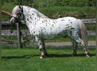 Mini Shetland Pony, Stallion, 13 years, 7.3 hh, Leopard-Piebald