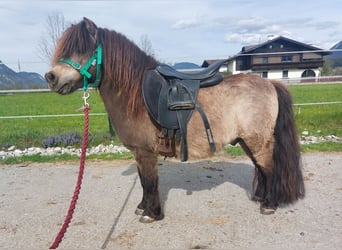 Mini Shetland Pony, Stallion, 13 years, 8 hh, Buckskin