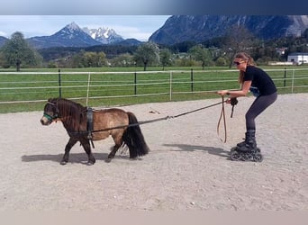 Mini Shetland Pony, Stallion, 13 years, 8 hh, Buckskin