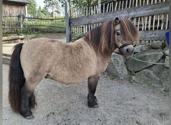 Mini Shetland Pony, Stallion, 13 years, 8 hh, Buckskin