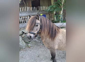 Mini Shetland Pony, Stallion, 13 years, 8 hh, Buckskin