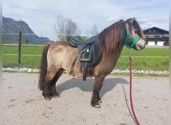 Mini Shetland Pony, Stallion, 13 years, 8 hh, Buckskin