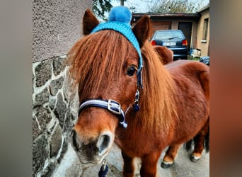 Mini Shetland Pony, Stallion, 14 years, 7.3 hh, Chestnut-Red