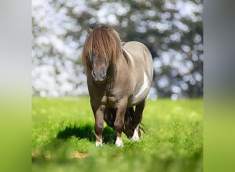 Mini Shetland Pony, Stallion, 15 years, 8,1 hh
