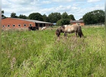 Mini Shetland Pony, Stallion, 15 years, 8,1 hh