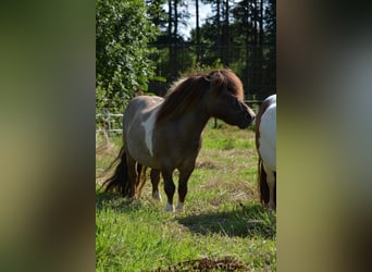 Mini Shetland Pony, Stallion, 15 years, 8,1 hh