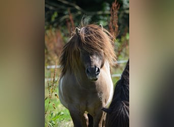 Mini Shetland Pony, Stallion, 15 years, 8,1 hh