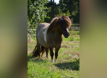 Mini Shetland Pony, Stallion, 15 years, 8,1 hh