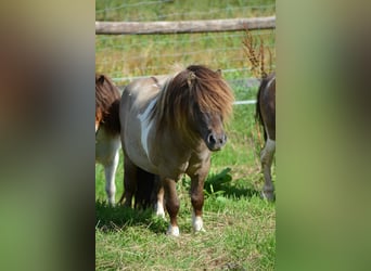 Mini Shetland Pony, Stallion, 15 years, 8,1 hh