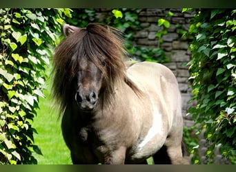 Mini Shetland Pony, Stallion, 15 years, 8,1 hh