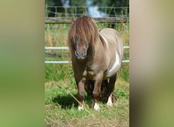 Mini Shetland Pony, Stallion, 15 years, 8,1 hh