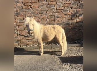Mini Shetland Pony, Stallion, 1 year, 5.3 hh, Palomino