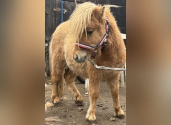 Mini Shetland Pony, Stallion, 1 year, 6,2 hh, Red Dun