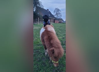 Mini Shetland Pony, Stallion, 1 year, 7.2 hh, Brown