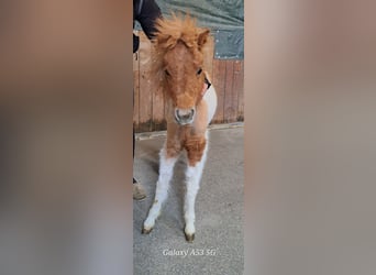 Mini Shetland Pony, Stallion, 1 year, 7.3 hh