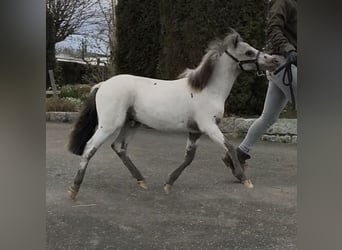 Mini Shetland Pony, Stallion, 1 year, 7.3 hh, Leopard-Piebald