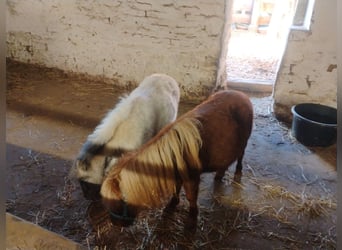 Mini Shetland Pony, Stallion, 1 year, 7 hh, Brown