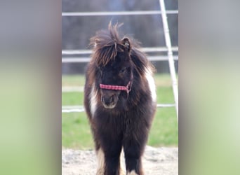 Mini Shetland Pony, Stallion, 1 year, 8,1 hh, Pinto