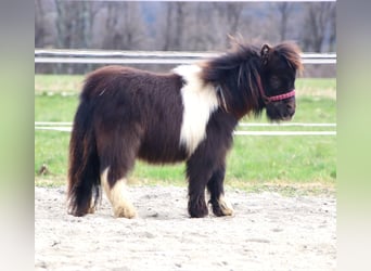 Mini Shetland Pony, Stallion, 1 year, 8,1 hh, Pinto