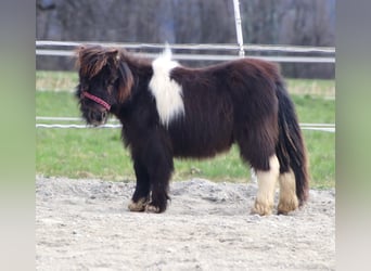 Mini Shetland Pony, Stallion, 1 year, 8,1 hh, Pinto