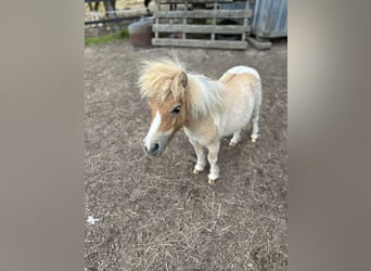 Mini Shetland Pony, Stallion, 1 year, 8.1 hh, Red Dun