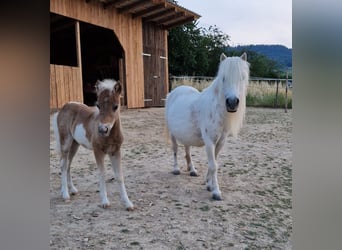 Mini Shetland Pony, Stallion, 1 year, 8.3 hh, Tobiano-all-colors