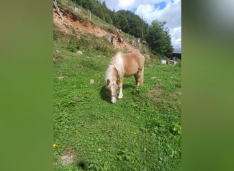 Mini Shetland Pony, Stallion, 1 year, Chestnut-Red