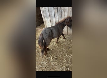 Mini Shetland Pony, Stallion, 1 year, Leopard-Piebald