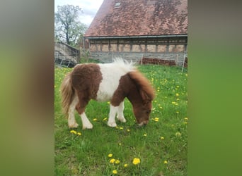 Mini Shetland Pony, Stallion, 1 year, Pinto