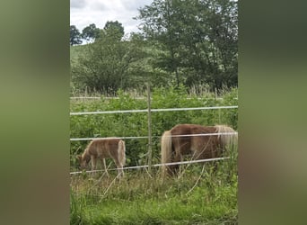 Mini Shetland Pony, Stallion, 2 years, 6,1 hh, Brown-Light