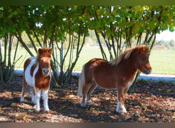 Mini Shetland Pony, Stallion, 2 years, 7.2 hh, Chestnut-Red