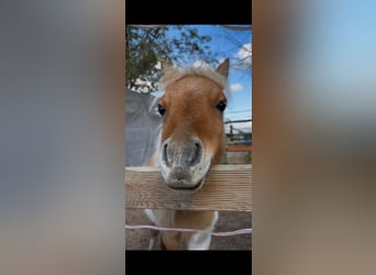 Mini Shetland Pony, Stallion, 2 years, 7,1 hh, Pinto