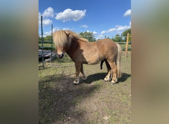 Mini Shetland Pony, Stallion, 2 years, 7,3 hh, Chestnut-Red