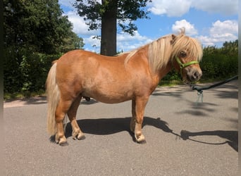 Mini Shetland Pony, Stallion, 2 years, 7,3 hh, Chestnut-Red
