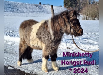 Mini Shetland Pony, Stallion, 2 years, 8,1 hh, Pinto