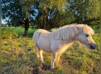 Mini Shetland Pony, Stallion, 2 years