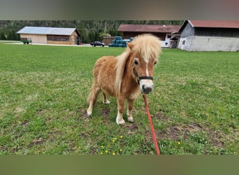 Mini Shetland Pony, Stallion, 2 years, Chestnut-Red