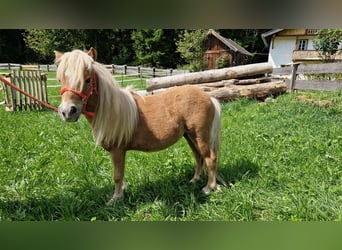 Mini Shetland Pony, Stallion, 2 years, Chestnut-Red