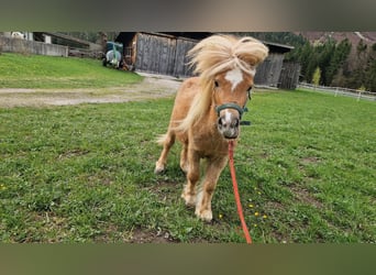 Mini Shetland Pony, Stallion, 2 years, Chestnut-Red