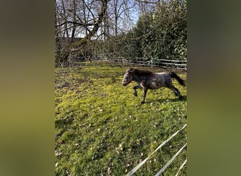 Mini Shetland Pony, Stallion, 2 years