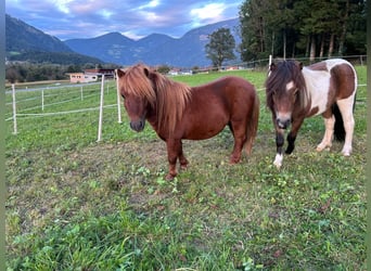 Mini Shetland Pony, Stallion, 3 years, 7,1 hh, Chestnut-Red