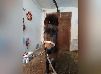Mini Shetland Pony, Stallion, 3 years, 7,2 hh, Smoky-Black