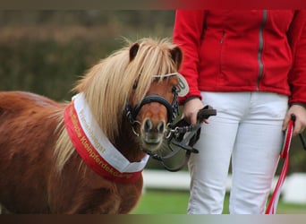 Mini Shetland Pony, Stallion, 3 years, 7,3 hh, Chestnut-Red