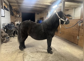Mini Shetland Pony, Stallion, 3 years, 8.1 hh, Bay-Dark