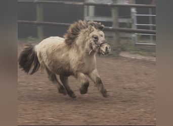 Mini Shetland Pony, Stallion, 3 years, 8,1 hh, Dun