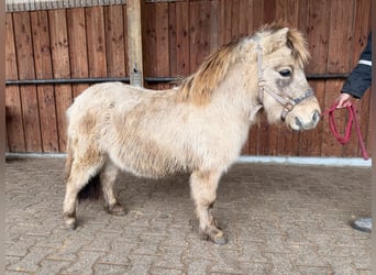 Mini Shetland Pony, Stallion, 3 years, 8,1 hh, Dun