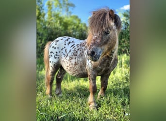 Mini Shetland Pony Mix, Stallion, 4 years, 7.2 hh, Leopard-Piebald
