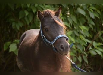 Mini Shetland Pony, Stallion, 4 years, 7.2 hh, Smoky-Black